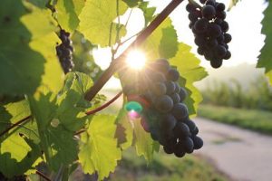 Five of the Best English Wines