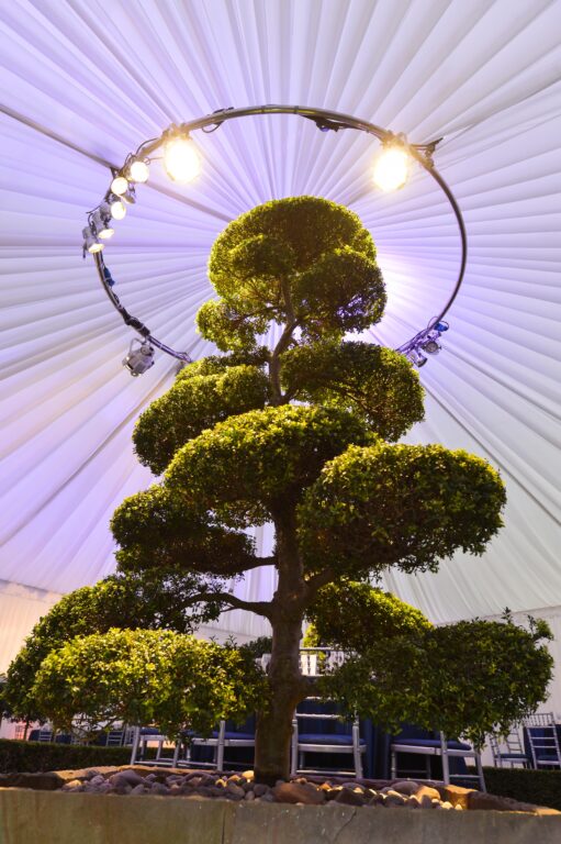 curvy trend in event design
